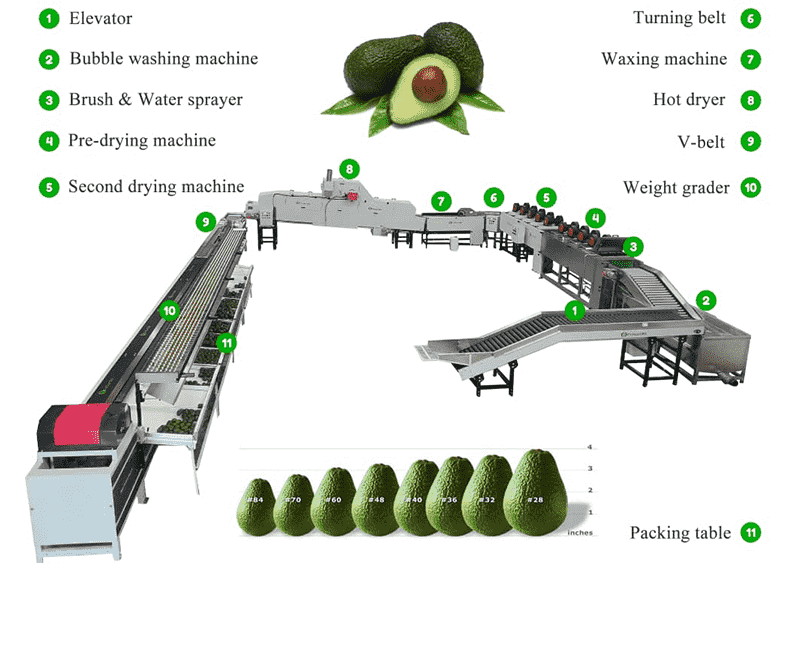images/1748335141229avocado classifier.png
